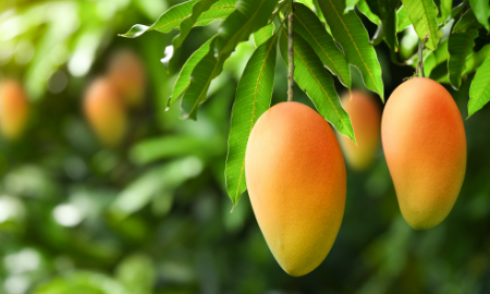 Mango at the Met: fruit, fashion and IP